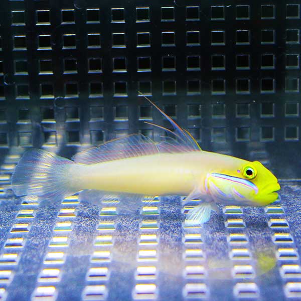 アカハチハゼ 5-7cm! 海水魚 ハゼ 15時までのご注文で当日発送(t121