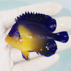 Small tropical fish with deep blue fins and yellow body held in a gloved hand.