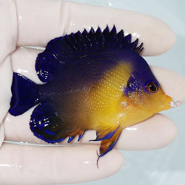 【現物10】スミレヤッコ 7cm±! 海水魚 ヤッコ 15時までのご注文で当日発送(t111