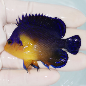 Small blue-and-yellow tropical fish with a spiky blue dorsal fin, held in a gloved hand.