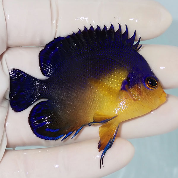 【現物11】スミレヤッコ 6.3cm±! 海水魚 ヤッコ 15時までのご注文で当日発送(t111