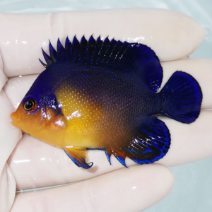 Small tropical fish with electric blue body and orange-yellow face and belly being held in a gloved hand. The fins are dark blue with lighter edges.