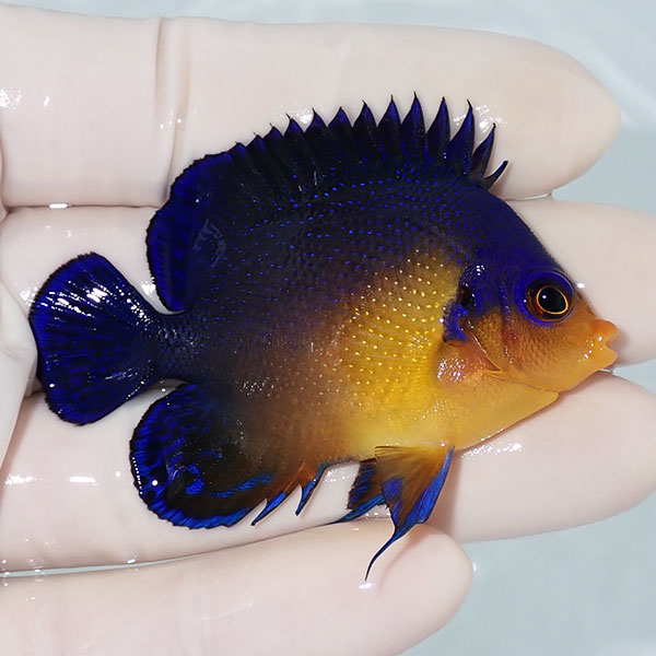 【現物12】スミレヤッコ 6cm±! 海水魚 ヤッコ 15時までのご注文で当日発送(t111