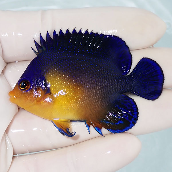 【現物12】スミレヤッコ 6cm±! 海水魚 ヤッコ 15時までのご注文で当日発送(t111