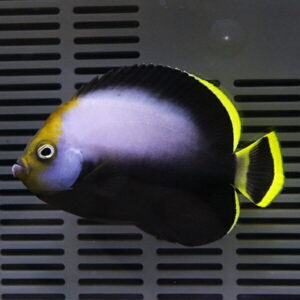 Colorful tropical fish with a dark body and bright yellow edges on the fins swimming in an aquarium background