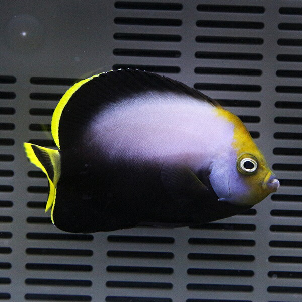 キヘリキンチャクダイ 8-10cm±! 海水魚 ヤッコ  15時までのご注文で当日発送(t111