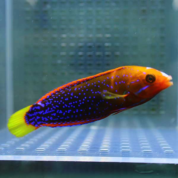 ツユベラ半成魚 6-8cm±!  海水魚 15時までのご注文で当日発送【ベラ】(t122