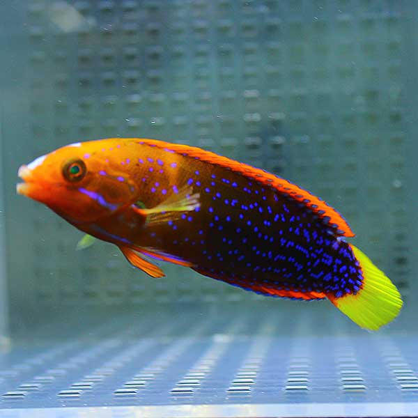 ツユベラ半成魚 6-8cm±!  海水魚 15時までのご注文で当日発送【ベラ】(t122