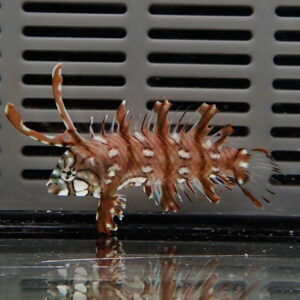 irm-000-1412780907 - AQUAGIFT 用品ショップ Brown striped spiny fish with large fins, posed against a vented metal background (aquarium-like setting).
