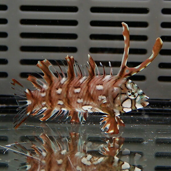 オビテンスモドキ 6-8cm±! 海水魚 ベラ 15時までのご注文で当日発送(t122