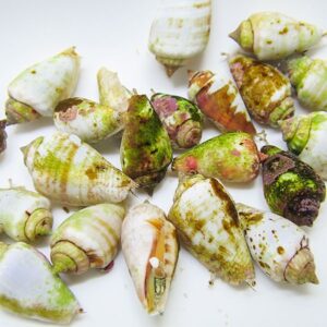 Assortment of multicolored conical sea snail shells on a white background, showing green, pink, and brown hues.