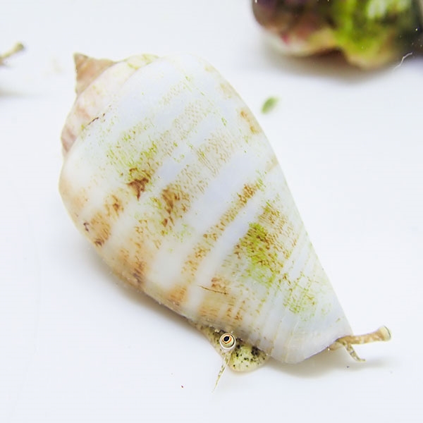 極小マガキガイ 3cm以下 【1匹】!  海水魚  貝 コケ掃除 コケ取り貝【15時までのご注文で当日発送】(t129(t130