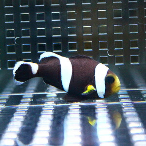 ホワイトチップアネモネ 【3匹】 ! 海水魚 クマノミ 餌付け!15時までのご注文で当日発送(t115