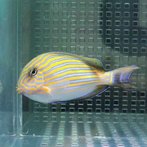 Bright striped tropical fish (yellow and blue) in a glass aquarium tank, swimming left to right, with bold horizontal stripes and a rounded body.