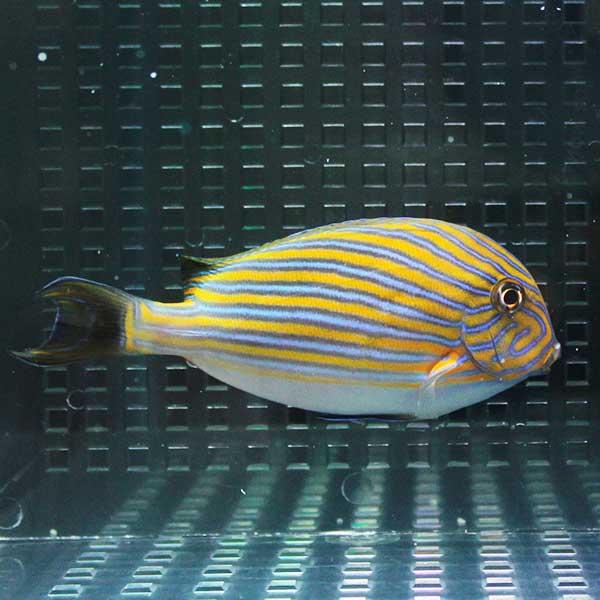 ニジハギ 6-8cm±  コケ掃除!海水魚 ハギ  (t119