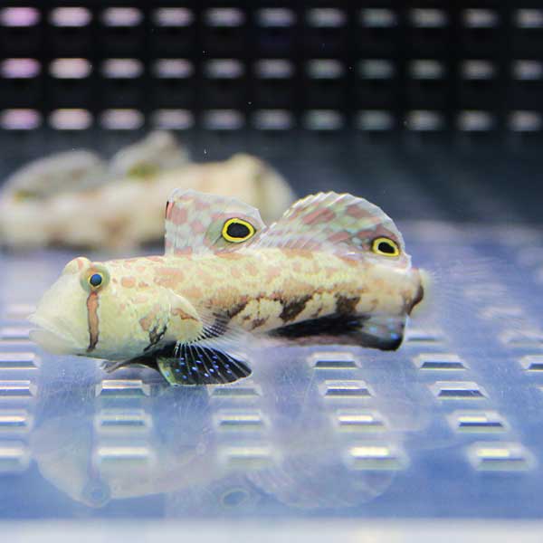 カニハゼ 3-5cm !海水魚 ハゼ 15時までのご注文で当日発送(t121