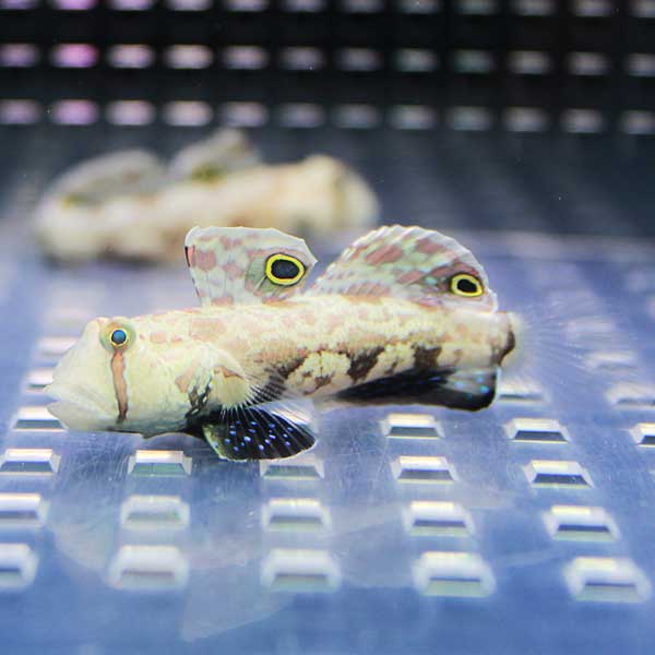 カニハゼ 3-5cm !海水魚 ハゼ 15時までのご注文で当日発送(t121