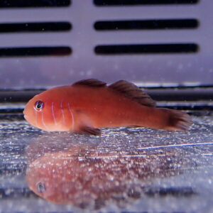 irm-000-1413424497 - AQUAGIFT 用品ショップ Orange-red tropical fish with pale blue vertical stripes swimming near the aquarium floor.