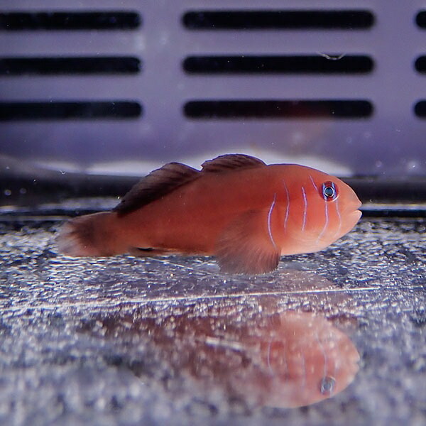 フタイロサンゴハゼ 2-3cm±!海水魚 ハゼ 15時までのご注文で当日発送(t121