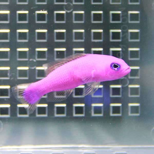 クレナイニセスズメ! 海水魚 メギス 餌付け (t120