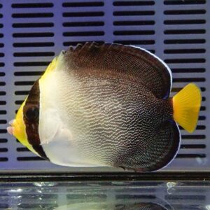 Colorful tropical fish with a dark brown body, white underbelly, and bright yellow tail facing left, set against a blue perforated background in a tank.