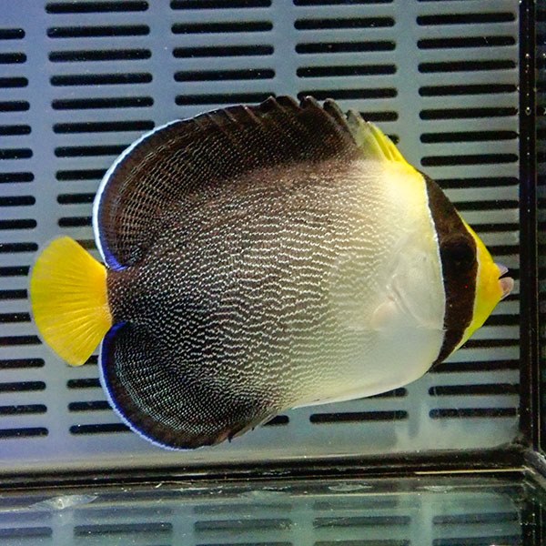 チリメンヤッコ 8-10cm± !海水魚 ヤッコ 15時までのご注文で当日発送(t111