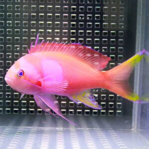 Pink tropical fish with yellow-tinned fins swimming in a glass aquarium against a grid-pattern back panel, showcasing vibrant colors and translucent fins.