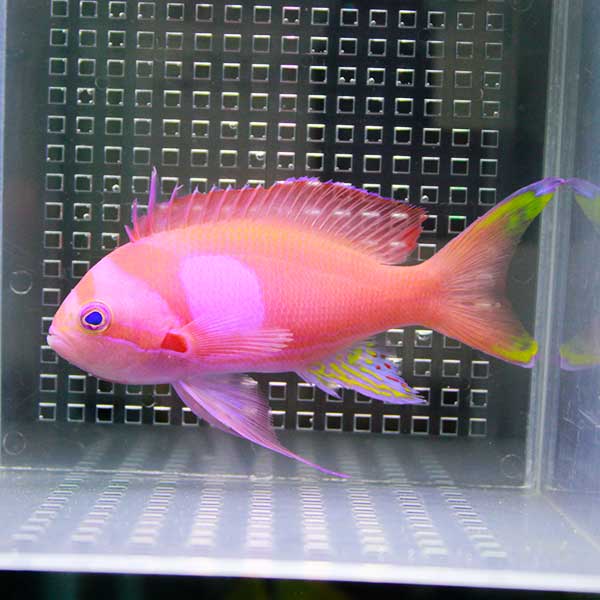 スミレナガハナダイ オス 10-12cm± ! 海水魚 ハナダイ 【ハナダイ】(t118