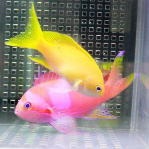 Two vibrant tropical fish swimming in a clear tank: a pink fish with pale fins and a yellow fish above it with bright fins.