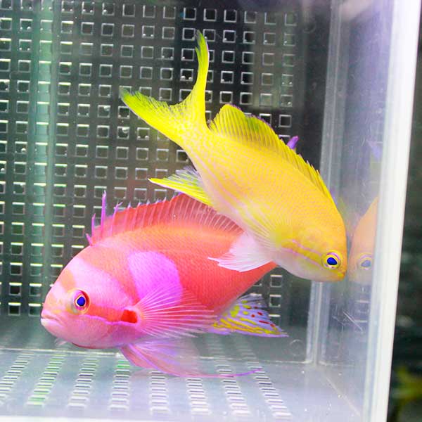 スミレナガハナダイ ペア 6-12cm± ! 海水魚 ハナダイ 餌付け済み 15時までのご注文で当日発送(t118