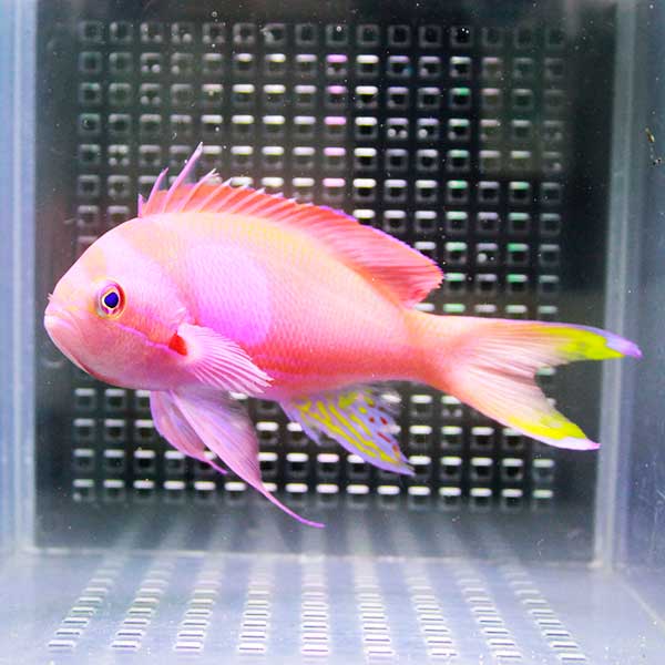 スミレナガハナダイ ペア 6-12cm± ! 海水魚 ハナダイ 餌付け済み 15時までのご注文で当日発送(t118