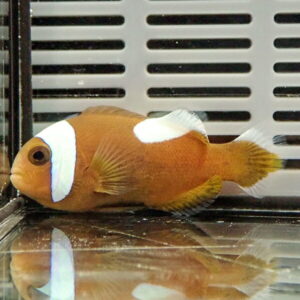 irm-000-1413436927 - AQUAGIFT 用品ショップ Orange clownfish with white bands in an aquarium, resting near the bottom with its reflection visible on the glass surface.
