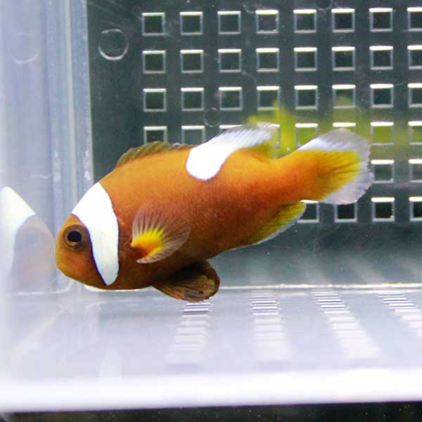 トウアカクマノミ 【1匹】! 海水魚 クマノミ 餌付け 15時までのご注文で当日発送(t115