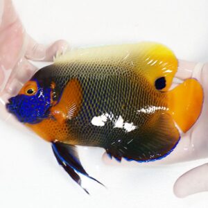 Colorful tropical fish with a blue face and bright orange fins held in gloved hands.