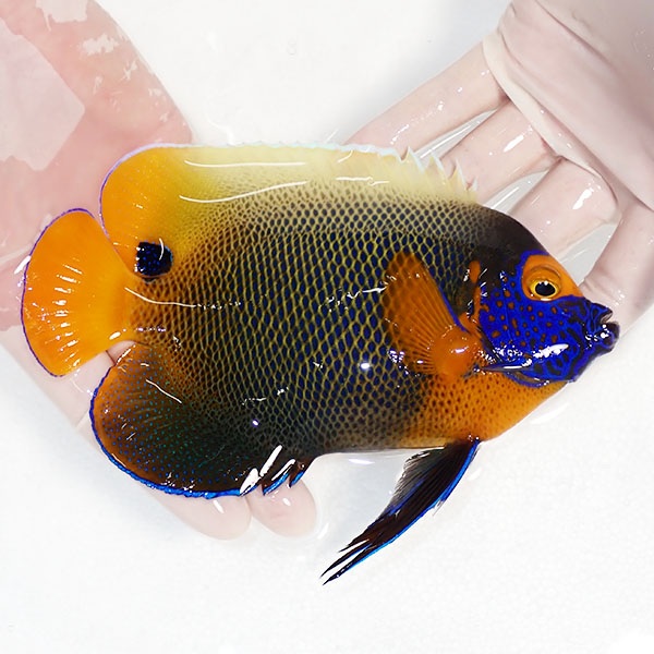 【現物9】アデヤッコ 成魚 17.5cm±! 海水魚 ヤッコ(t111(t207