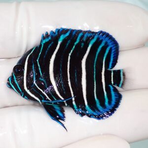 Small tropical fish with a black body and bright blue vertical stripes, held between gloved fingers.