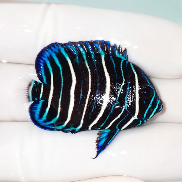 【現物11】粒エサOK アデヤッコ幼魚 4.5cm± ! 海水魚 ヤッコ (t111(t207