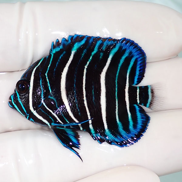 【現物11】粒エサOK アデヤッコ幼魚 4.5cm± ! 海水魚 ヤッコ (t111(t207