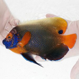 Colorful tropical fish with blue face, orange fins, and dark body held in gloves over white background.