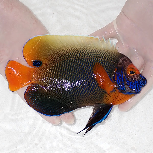 【現物2】 粒エサOK 顔スレ有り アデヤッコ 成魚 18.5cm±! 海水魚 ヤッコ(t111(t207