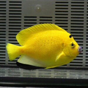 Yellow tang swimming in an aquarium