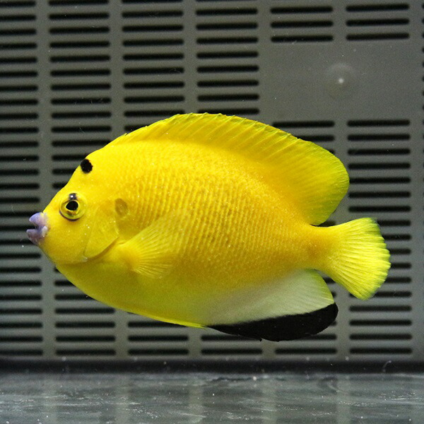 シテンヤッコ 10-12cm± !海水魚 ヤッコ 15時までのご注文で当日発送(t111
