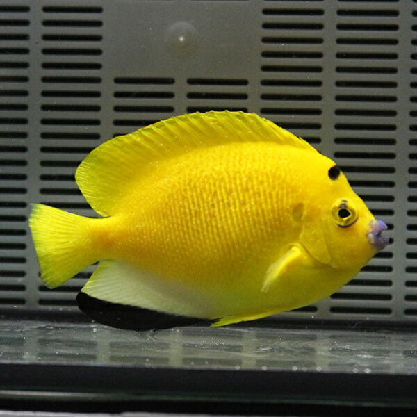 シテンヤッコ 10-12cm± !海水魚 ヤッコ 15時までのご注文で当日発送(t111