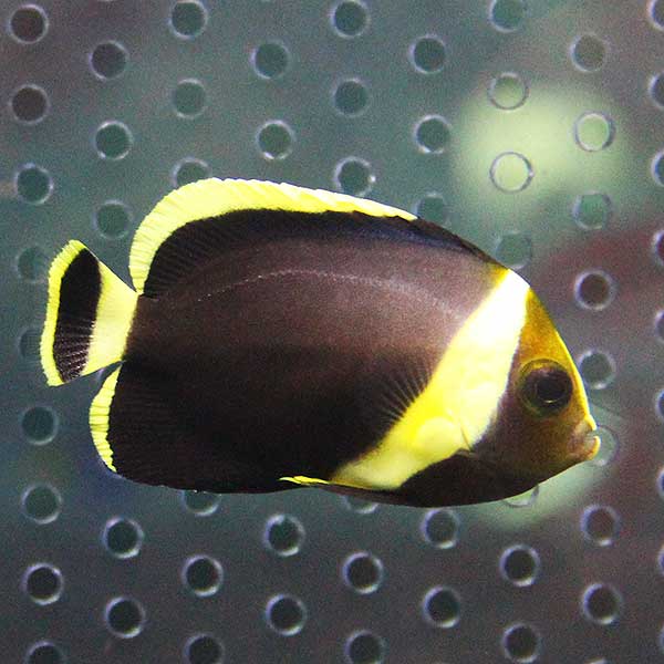 キヘリキンチャクダイ 幼魚 4-6cm±!海水魚 ヤッコ 15時までのご注文で当日発送(t111