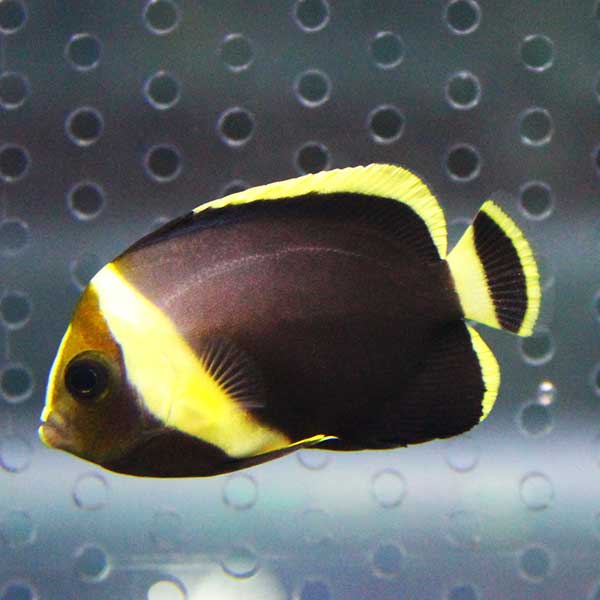 キヘリキンチャクダイ 幼魚 4-6cm±!海水魚 ヤッコ 15時までのご注文で当日発送(t111