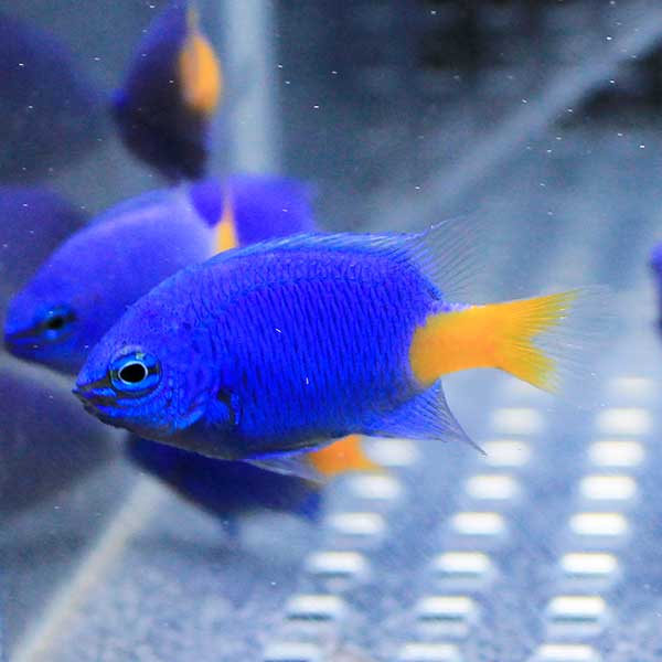 シリキルリスズメ 1匹 3-4cm±! 海水魚 スズメダイ 餌付け!15時までのご注文で当日発送(t117