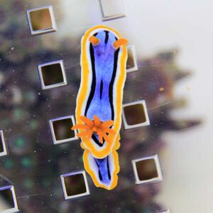 Blue sea slug-like creature with black lines and orange border on a glass surface with square cutouts (close-up).