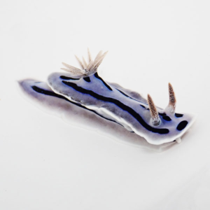Blue and black-striped nudibranch (sea slug) on a white background with white border edge and small horn-like appendages on top and front rhinophores visible.