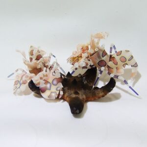 Brown starfish surrounded by cream-and-pink patterned, curled ribbons on a white background, as a decorative arrangement