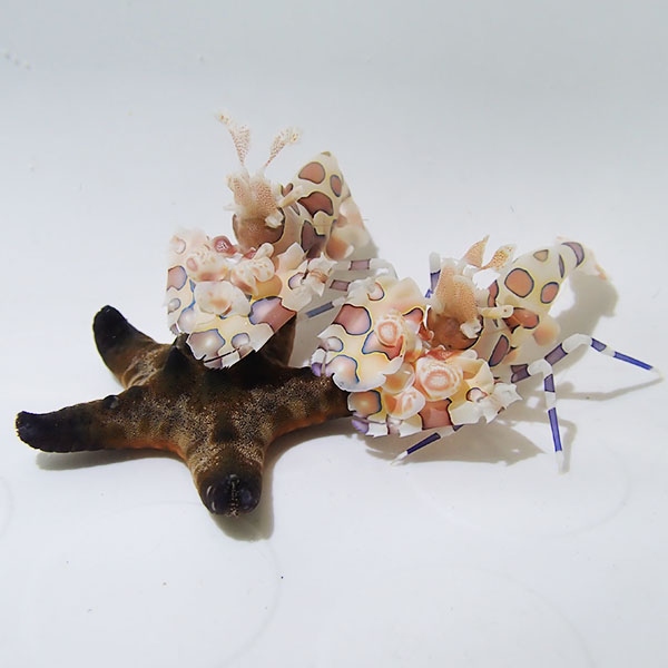 【サンプル画像】フリソデエビ ペア!甲殻類 海水 【15時までのご注文で当日発送】【エビ】